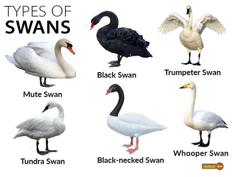 Swan Facts, Types, Diet, Reproduction, Classification, Pictures