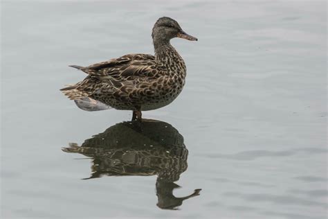 Gadwall Duck in England 24736802 Stock Photo at Vecteezy