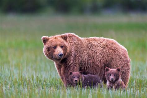 Grizzly Bear With Two Cubs In Grass Fine Art Photo Print | Photos by ...