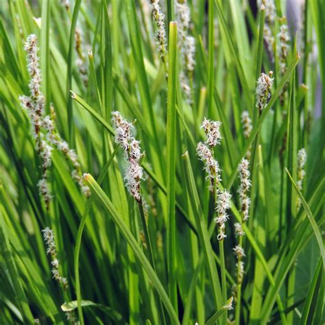 10 Best Plants for a Rain Garden — The Family Handyman