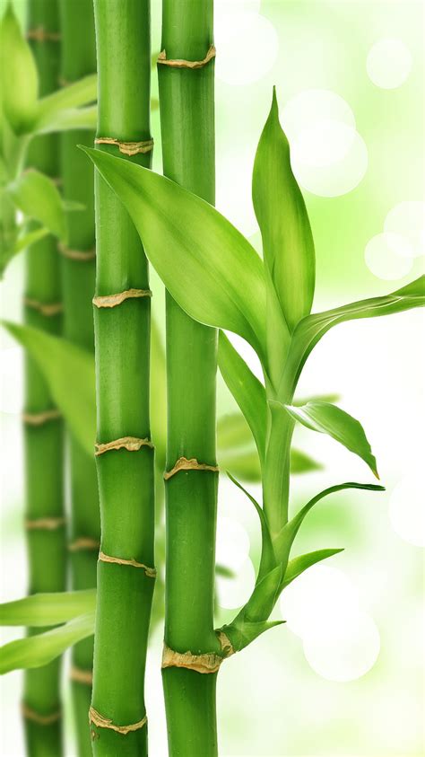 Bamboo, flower, nature, plant, spa, HD phone wallpaper | Peakpx