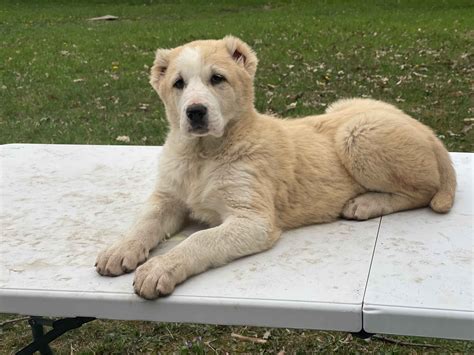 Central Asian Shepherd Dog Puppies For Sale