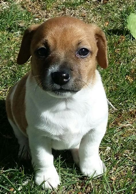 Registered English Jack Russell Terrier Puppies, English Jack Russell ...