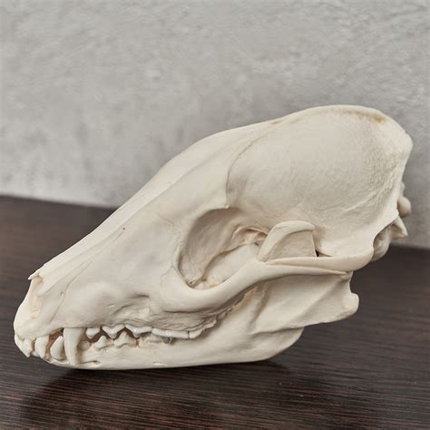 RACCOON DOG TAXIDERMY SKULL - RACOON DOG CLEANED SKULL, JAWS, BONES ...