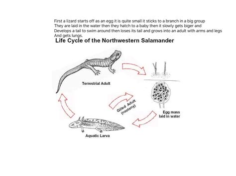 Life Cycle Of A Lizard Diagram