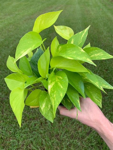 Variegated Neon Pothos: Care And Propagation Guide | The Home Tome