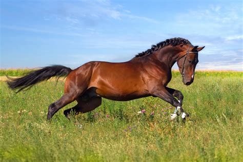 Bay Horse: 15 Color Variations of Bay Horses Explained (With Pictures)