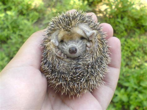 Mini Hedgehog | Fun Animals Wiki, Videos, Pictures, Stories