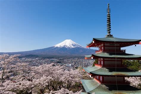 Mount Fuji Cherry Blossom