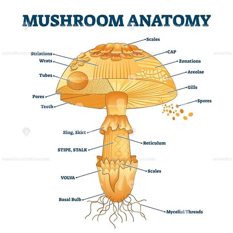 Mushroom anatomy labeled biology diagram vector illustration | Stuffed ...