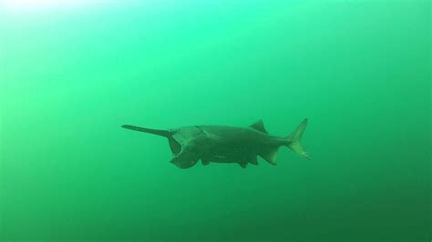 Paddlefish Encounter - Gilboa Quarry - YouTube