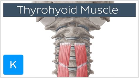 Thyrohyoid Muscle Origin and Insertion - Human Anatomy | Kenhub - YouTube