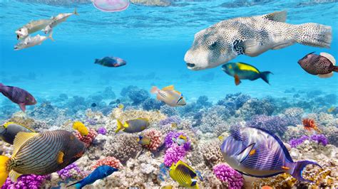 Tropical Coral Reef 4K Wallpapers - Top Free Tropical Coral Reef 4K ...