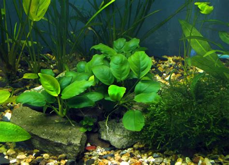 Growing Anubias (Anubias barteri) | Aquariadise