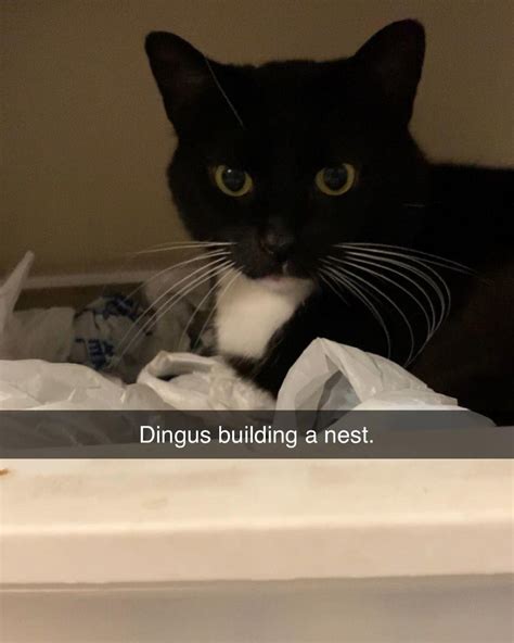 Dingus Building a Nest | Maxwell the Cat / Spinning Cat | Know Your Meme