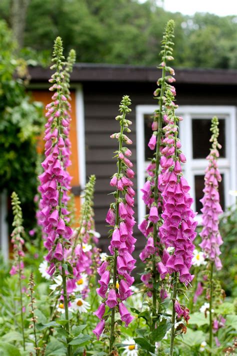 My easy and simple foxglove planting technique with Gilmour - Batang Tabon