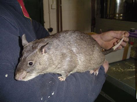 Another picture of a Gambian Pouched Rat. This is the largest rat in ...