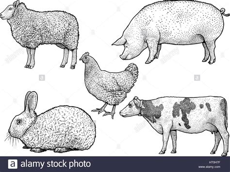 Farm animals group sheep pig Black and White Stock Photos & Images - Alamy