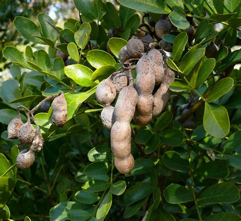 Texas mountain laurel seed pods | Seed pods, Seeds, Cool plants