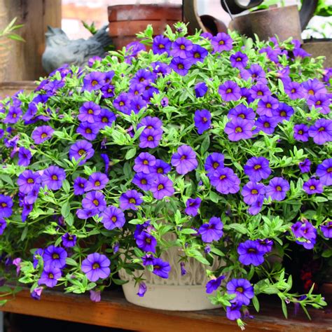 Calibrachoa 'Million Bells Blue' | Dobies