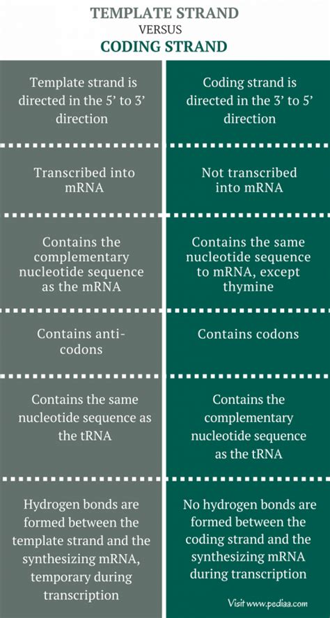 Template And Non Template Strand Of Dna