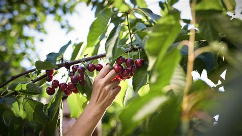 Best fruit trees: 24 varieties for tasty homegrown crops | Gardeningetc