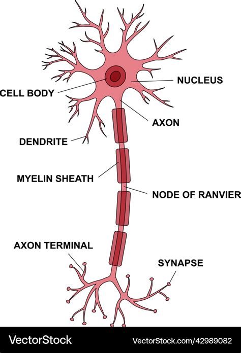 Diagram Of Neuron Anatomy Vector Illustration Cartoondealer The Best ...