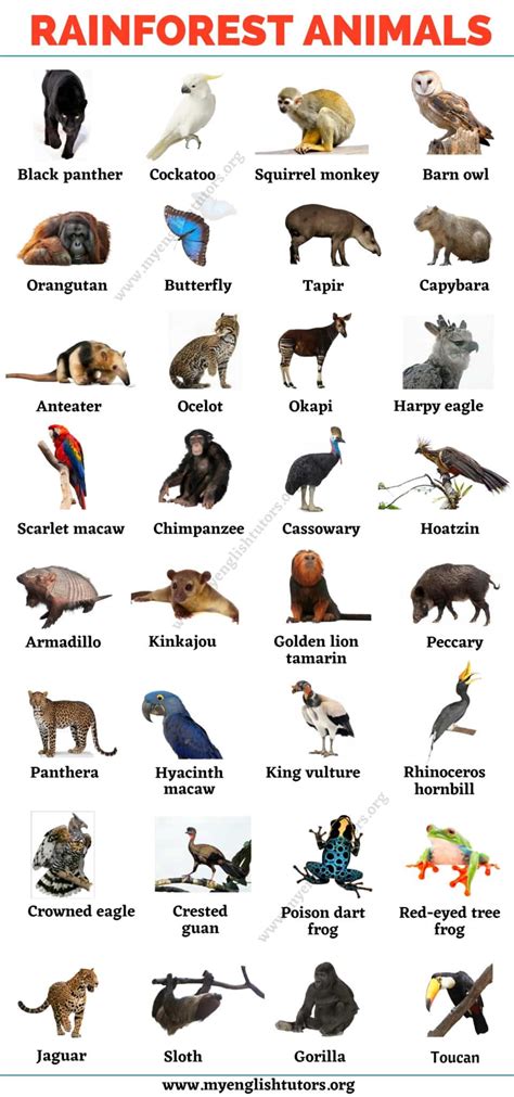 Rare Animals That Live In The Amazon Rainforest - Printable Templates ...