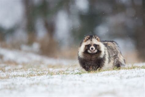 Tanuki - Facts and Beyond | Biology Dictionary