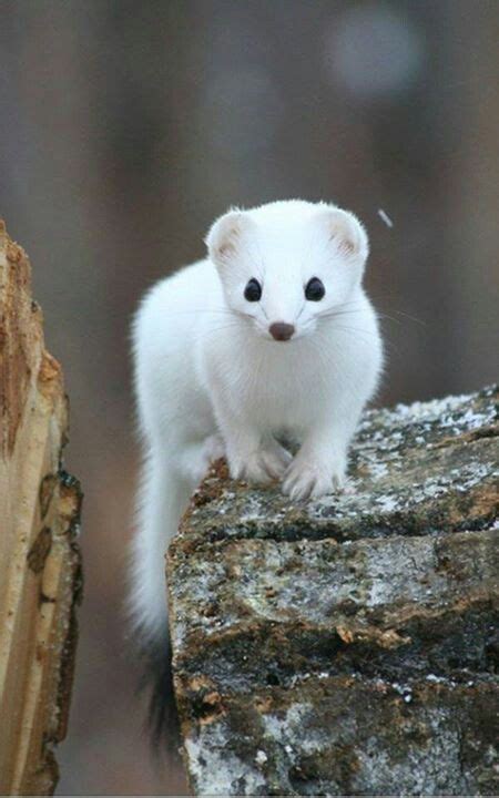 White Mongoose at the Ready | Albino animals, Cute animals, Animal pictures