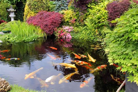 How to Build a Koi Pond