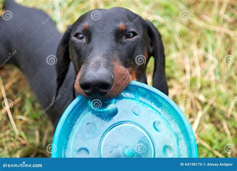 Dachshund Playing with Blue Disk Stock Photo - Image of disk, funny ...