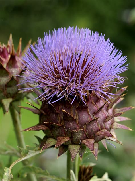 Fitzpatrick Farm: Thistle The artichoke you can grow in any zone