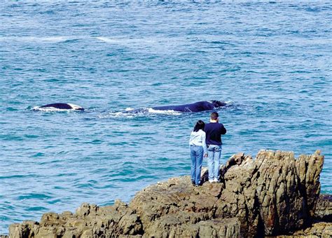 Visit Hermanus, South Africa | Tailor-made Trips | Audley Travel UK