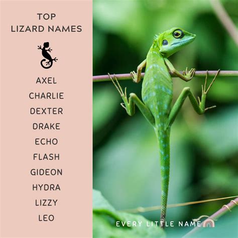 300+ Best Lizard Names (Cute, Funny, and Cool) - Every Little Name