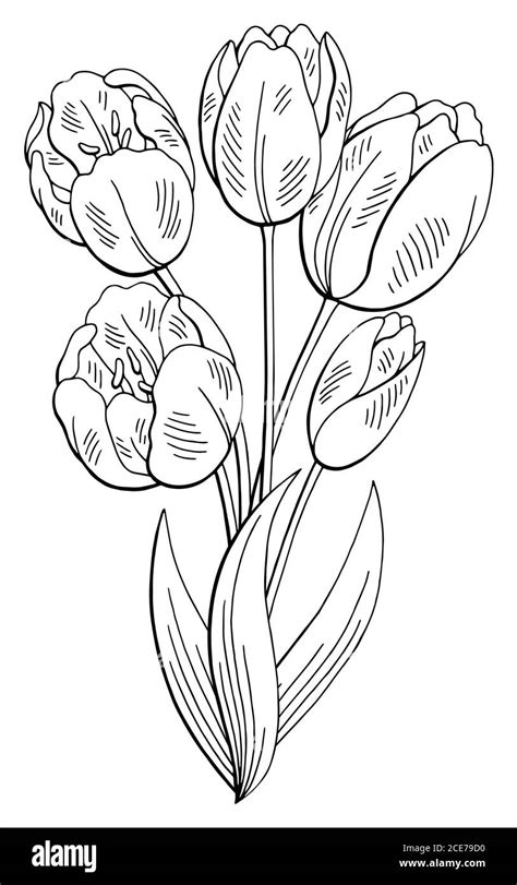 Tulip flower graphic black white isolated bouquet sketch illustration ...