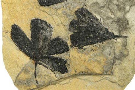 Four Jurassic Leaf (Ginkgo) Fossils - Yorkshire, England (#210991) For ...