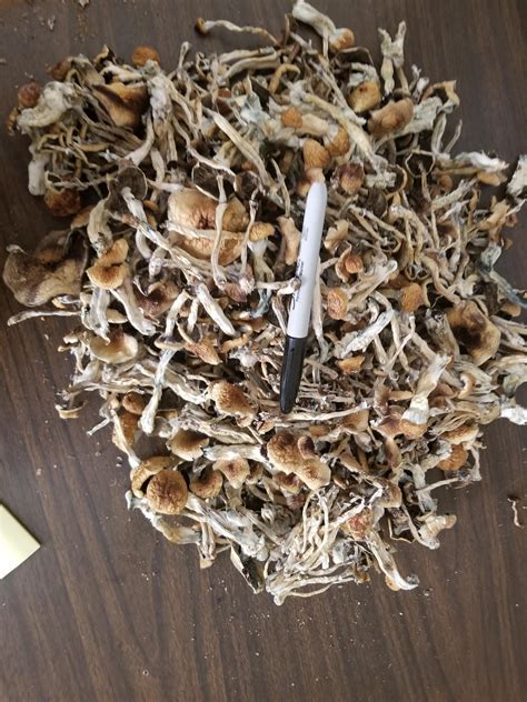 shrooms for days : r/shrooms