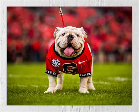 UGA: Georgia Bulldogs Uga X Mascot Photo Picture Print | Etsy