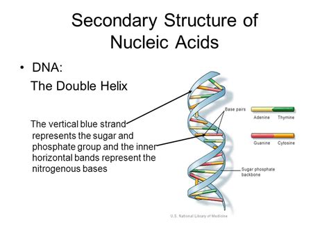 Structure and Function of Nucleic Acid - Matob R