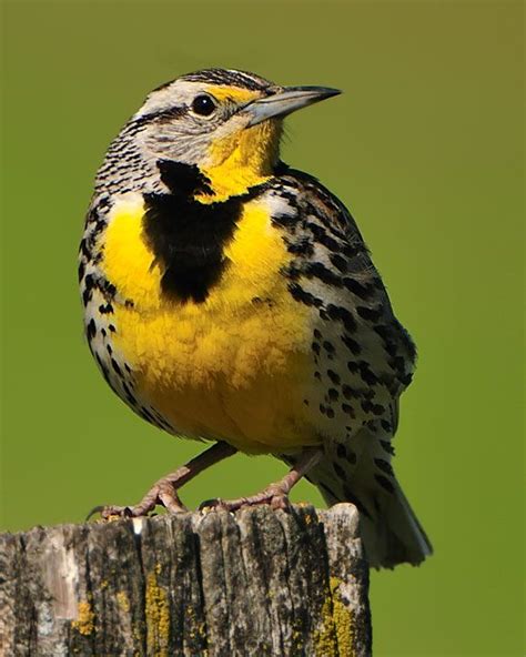 Western Meadowlark - Whatbird.com | Beautiful birds, Bird, Pretty birds