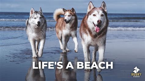 Huskies Playing At The Beach - YouTube