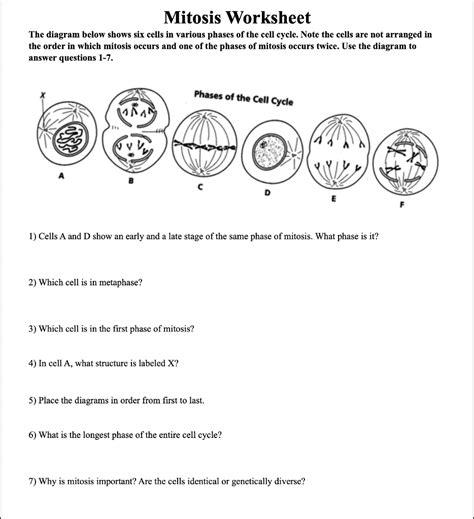 Solved Mitosis Worksheet The diagram below shows six cells | Chegg.com