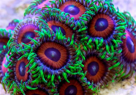 Zoanthids vs Palythoa Identification | Reef Builders | The Reef and ...