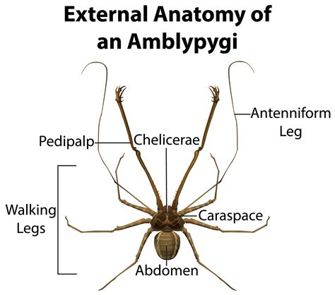 External Anatomy of an Amblypygi on white background 1541648 Vector Art ...