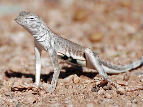 Wildlife Around Las Vegas, Zebra-tailed Lizard (Callisaurus draconoides)