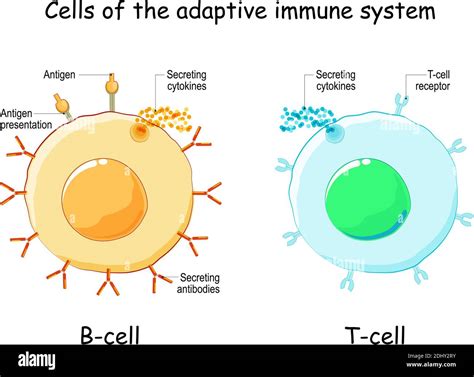 Cells of Adaptive immune system (immune response). B lymphocyte and T ...