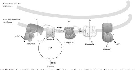 Figure 2 from Leigh syndrome: One disorder, more than 75 monogenic ...