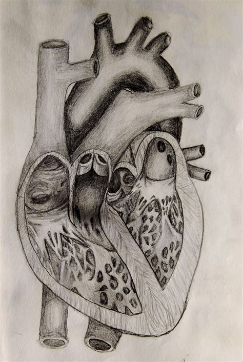 Human Heart Anatomy Drawing at GetDrawings | Free download