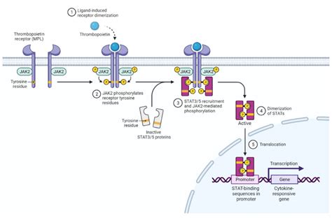 JAK2 in Myeloproliferative Neoplasms - MPN Cancer Connection